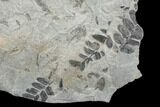 Pennsylvanian Fossil Fern (Neuropteris) Plate - Kentucky #176764-2